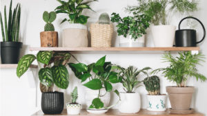 House Plants